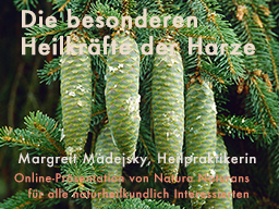 Webinar: Die besonderen Heilkräfte der Harze